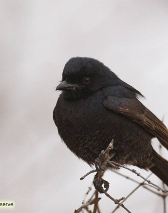 02Louise Murray Fork Taile Drongo 22082019 Final