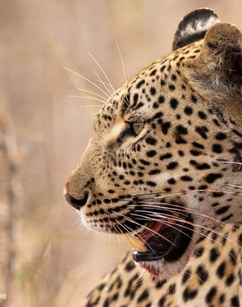 06Kevin Van Der Linde Kigilia 17102019 Final