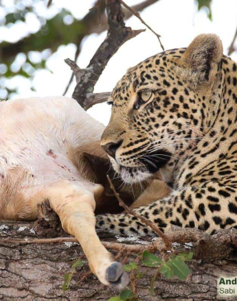 25andries Ndlovu Leopard 091119 Final 25andries Ndlovu Leopard 091119 Final