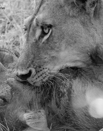 04Kevin Van Der Linde Lions SP 06022020 2 Final 04Kevin Van Der Linde Lions SP 06022020 2 Final