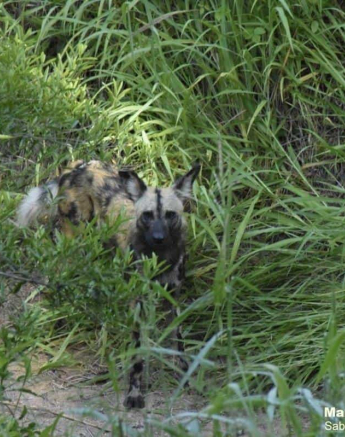 01Maryke Nel Wild Dogs 15022020 Final 01Maryke Nel Wild Dogs 15022020 Final