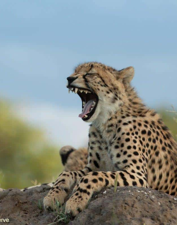 35Tyron Van Der Walt Cheetah 100121 1 Final 35Tyron Van Der Walt Cheetah 100121 1 Final