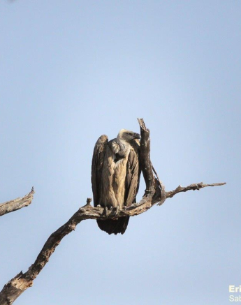 15Erin Herbst White Backed Vulture 020721 Final 15Erin Herbst White Backed Vulture 020721 Final
