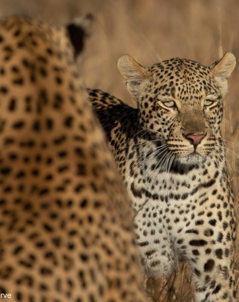 28Tyron Van Der Walt Mating Leopards 260721 2 Final 28Tyron Van Der Walt Mating Leopards 260721 2 Final