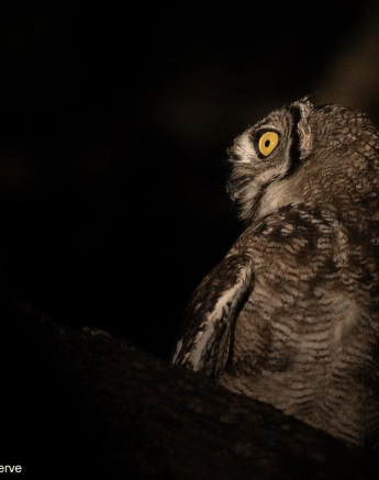 A02Graeme Stewart Spotted Eagle Owl 230522 Final A02Graeme Stewart Spotted Eagle Owl 230522 Final