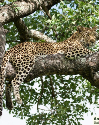 B03andries Leopard.kigelia 1 Final B03andries Leopard.kigelia 1 Final