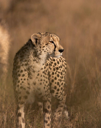 A20Cheetah01 PravirPatel Final A20Cheetah01 PravirPatel Final