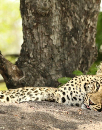 06Ally Ross 20221116 Goyloni Blog 02 Final