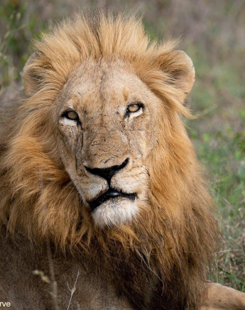 a34Daniel-Greyvenstein-Male-Lion-211122-1-final.jpg A34Daniel Greyvenstein Male Lion 211122 1 Final
