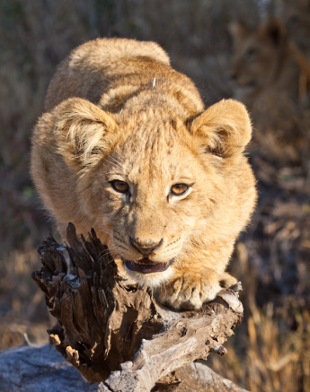 Lion Cub On Tree Lion Cub On Tree