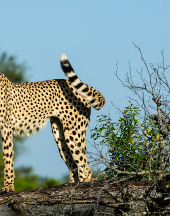 Cheetah Rich 4 Cheetah Rich 4
