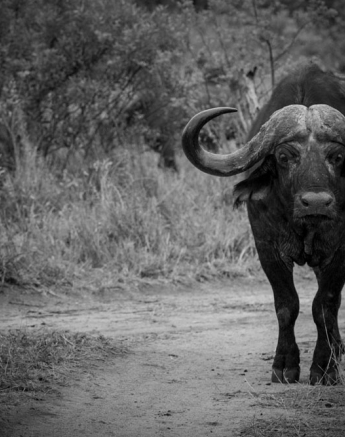 Mike Palmer Buffalo Mike Palmer Buffalo