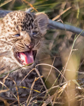 Nottins Cub 01 Nottins Cub 01