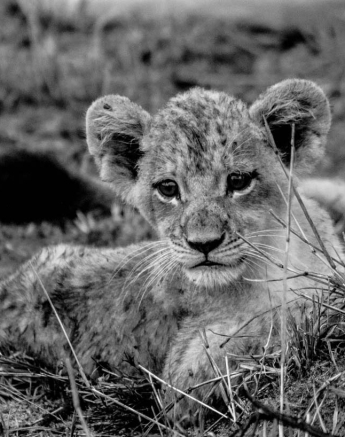 16Tayla McCurdy SP And Cubs 26 Feb 16 2 16Tayla McCurdy SP And Cubs 26 Feb 16 2