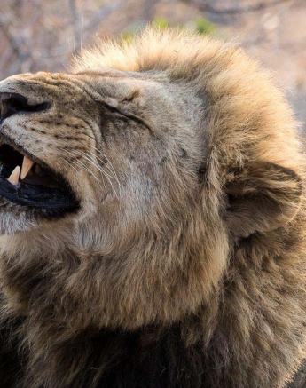 11Sheldon Hooper Lion 2 Final 11Sheldon Hooper Lion 2 Final
