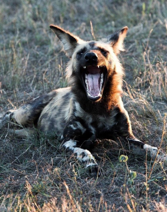 24Kevan Dobbie W Dog 02 Final