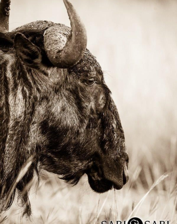26Terry Ennever Wildebeest Final 26Terry Ennever Wildebeest Final