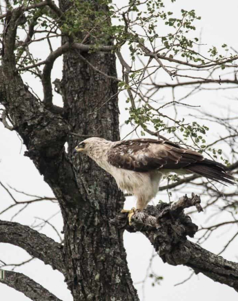 07Louise Murray Wahlbergs Pale Final