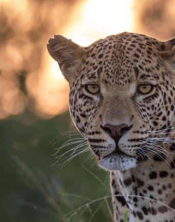 25Kevin Van Der Linde White Dam 18042019 3 Final