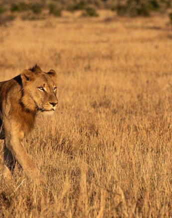 09Kevin Van Der Linde Lions New Young Males 11062019 Sigma 70 200 2 Final 09Kevin Van Der Linde Lions New Young Males 11062019 Sigma 70 200 2 Final