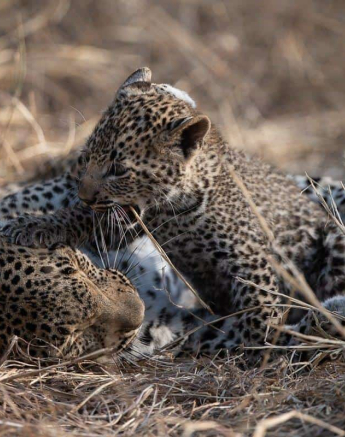 05ShaunJenkinson Kigelia 25 07 19 2 Final 05ShaunJenkinson Kigelia 25 07 19 2 Final