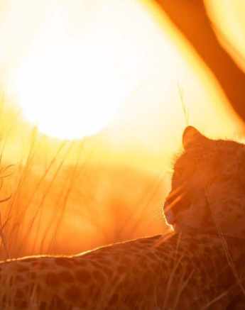 05Kevin Van Der Linde Cheetah 01082019 Final 05Kevin Van Der Linde Cheetah 01082019 Final