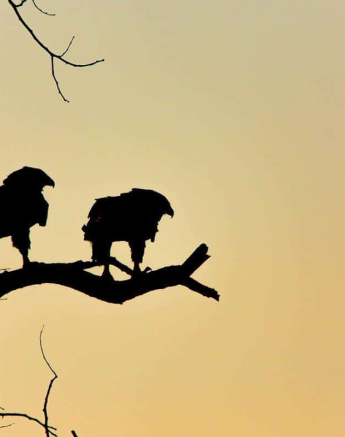 07Kerry Lee Roberg Bateleur Dusk Final 07Kerry Lee Roberg Bateleur Dusk Final