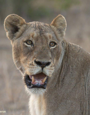 33Tyron Van Der Walt Mangheni Lioness 04112019 11 Final 33Tyron Van Der Walt Mangheni Lioness 04112019 11 Final