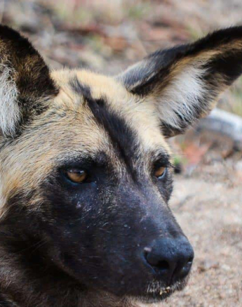 46Ronald Mutero Wild Dogs 02102019 7 Final 46Ronald Mutero Wild Dogs 02102019 7 Final