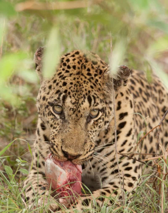 14 Daniel Hitchings 4 1 2020 Unknown Male Leopard 1 14 Daniel Hitchings 4 1 2020 Unknown Male Leopard 1