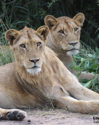 44Louise Murray Sp And New Male 28032020 1 Final 44Louise Murray Sp And New Male 28032020 1 Final