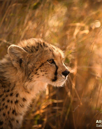 55Ally Ross 20200714 Cheetah Cubs 05  Final