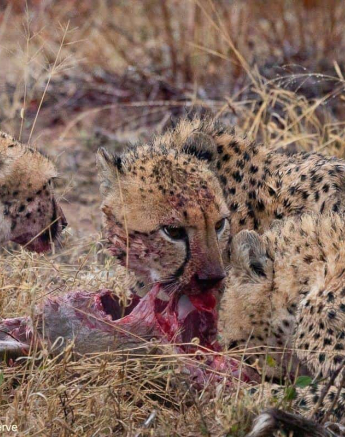 03Greg Heasman Cheetah 010920 01 Final 03Greg Heasman Cheetah 010920 01 Final