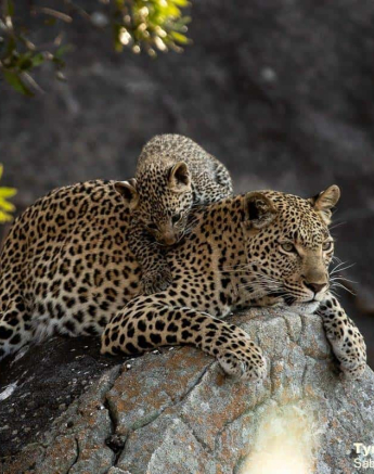 02Tyron Van Der Walt Kigelia And Cub 25072019 2 Final