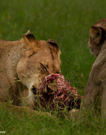 A05Amy Leigh Lion Mangheni 1 230122 Final
