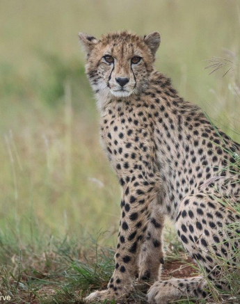 A06ronald Mutero Cheetah 08022022 Final