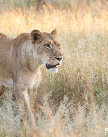 A21ronald Mutero Sp And Cubs 12042022 Final