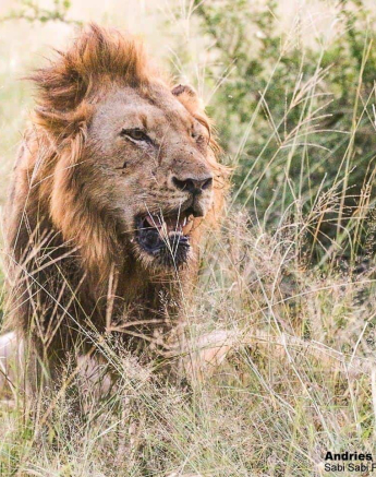 06andries.ndlovu Lions 8.3.20 Final