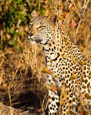 21andries Leopard.ntsumi 210720 Final 21andries Leopard.ntsumi 210720 Final