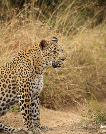 18andries Leopard.kegelia 140421 1 Final 18andries Leopard.kegelia 140421 1 Final