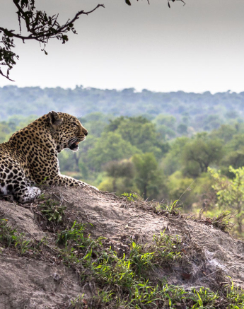 Nottins Mount Kosie Nottins Mount Kosie