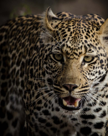 11Mike Laubscher Leopard02