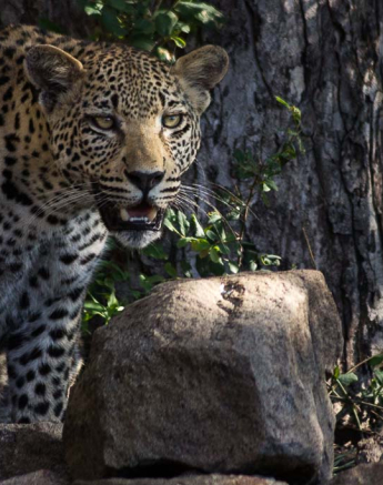 12Sheldon Hooper White Dams Cub Resting 2