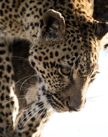 12Sheldon Hooper LBC Feeding 5 12Sheldon Hooper LBC Feeding 5