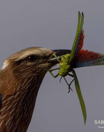 24Frederik Aucamp Purple Roller Elegant Grasshopper 1 Final 24Frederik Aucamp Purple Roller Elegant Grasshopper 1 Final