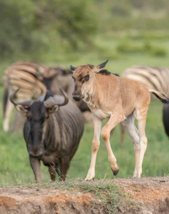 19Kyle 23 Dec Baby Gnu 5 Final 19Kyle 23 Dec Baby Gnu 5 Final