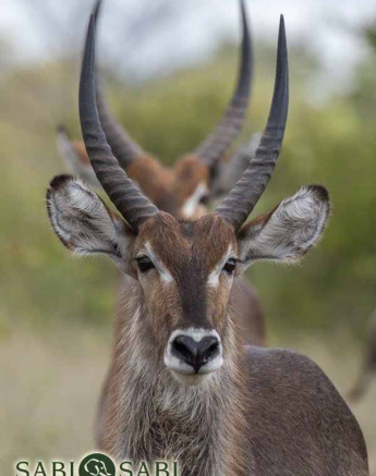 28Kyle 14 Jan In A Line Final 28Kyle 14 Jan In A Line Final