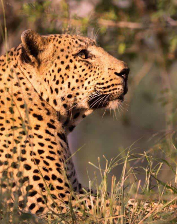 13Frederik Aucamp Leopard Max 2 Final 13Frederik Aucamp Leopard Max 2 Final