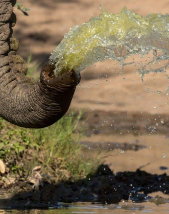 28Kyle 5 May Elephant Drink 2 Final 28Kyle 5 May Elephant Drink 2 Final