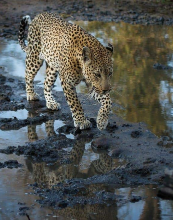 34 Kevan Dobbie Max 150818 3 Final